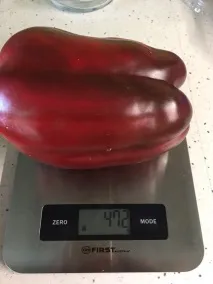 перцю