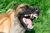 В ІД ввели страту через розтерзання собаками Злочинність Світ ввели