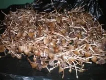 semilanceata semilanceata