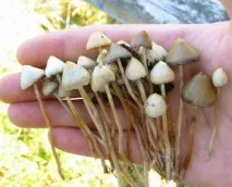 весела semilanceata