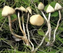 psilocybe весела