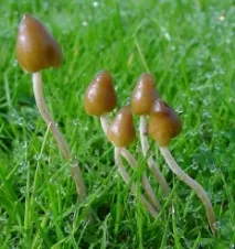semilanceata semilanceata