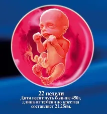 УЗД на 22 тижні вагітності що дивляться, норми та розшифровка тижні