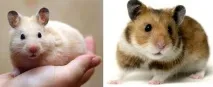 домашен любимец