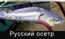 Осетри - об’єкти аквакультури ікри