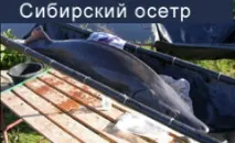 Осетри - об’єкти аквакультури осетрових