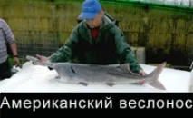 Осетри - об’єкти аквакультури єкти