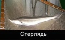 Осетри - об’єкти аквакультури ікри