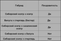 Осетри - об’єкти аквакультури єкти