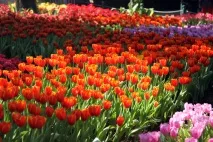 луковични цветя