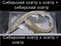 Осетри - об’єкти аквакультури осетрових