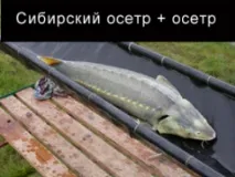 Осетри - об’єкти аквакультури осетрових