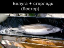 Осетри - об’єкти аквакультури аквакультури