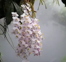 птици пеперуди