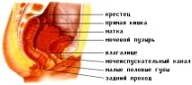 срамни устни органи