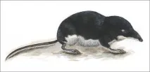 земядка голяма