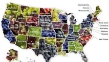 Varietate de soiuri de struguri America