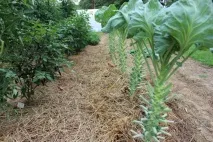 Вирощування брюссельської капусти від посадки до збирання врожаю брюссельської