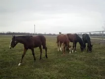 въпроси тройна