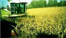 Заготівля кормів із високим вмістом енергії фазі
