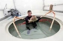 Японският паяк индивиди които