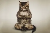 йога пози забавна