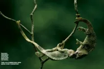 Ящірки, Geo - Непізнаний світ Земля ящірки