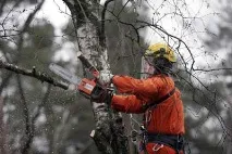 Хвойні дерева та чагарники Далекого Сходу сходу