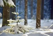 Хвойні дерева та чагарники Далекого Сходу чагарники