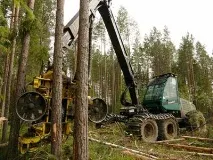 Хвойні дерева та чагарники Далекого Сходу чагарники
