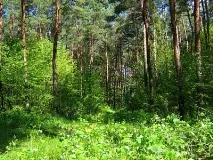 Хвойні дерева та чагарники Далекого Сходу дерев