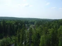 Хвойні дерева та чагарники Далекого Сходу чагарники