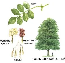Африка Русия Африка Русия