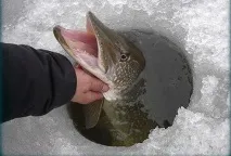 зимен