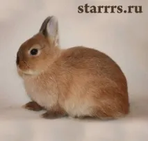 Жовтий земляний Кролик - Кіт земляний