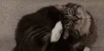 укус