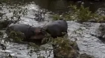 животни животни