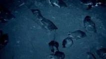 които животни