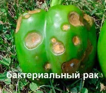 болести city