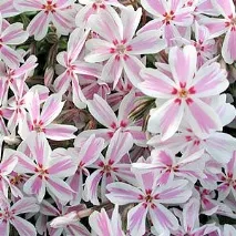 32 Сорта флоксів з фото та описом, Зразкова садиба фото