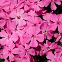 32 Сорта флоксів з фото та описом, Зразкова садиба флоксів