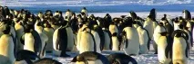 екскрементите дебелото черво