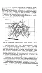 голяма клон