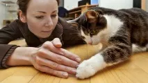 котки анализът