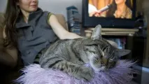 завладели котки