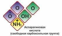 амінокислоти