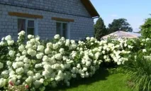 Агросадиба в Могилевській області - зняти садибу за низькою ціною агросадиба