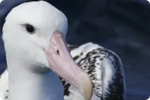 Тези птици Тези птици