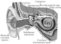слуховия