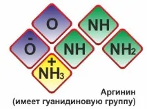 амінокислоти